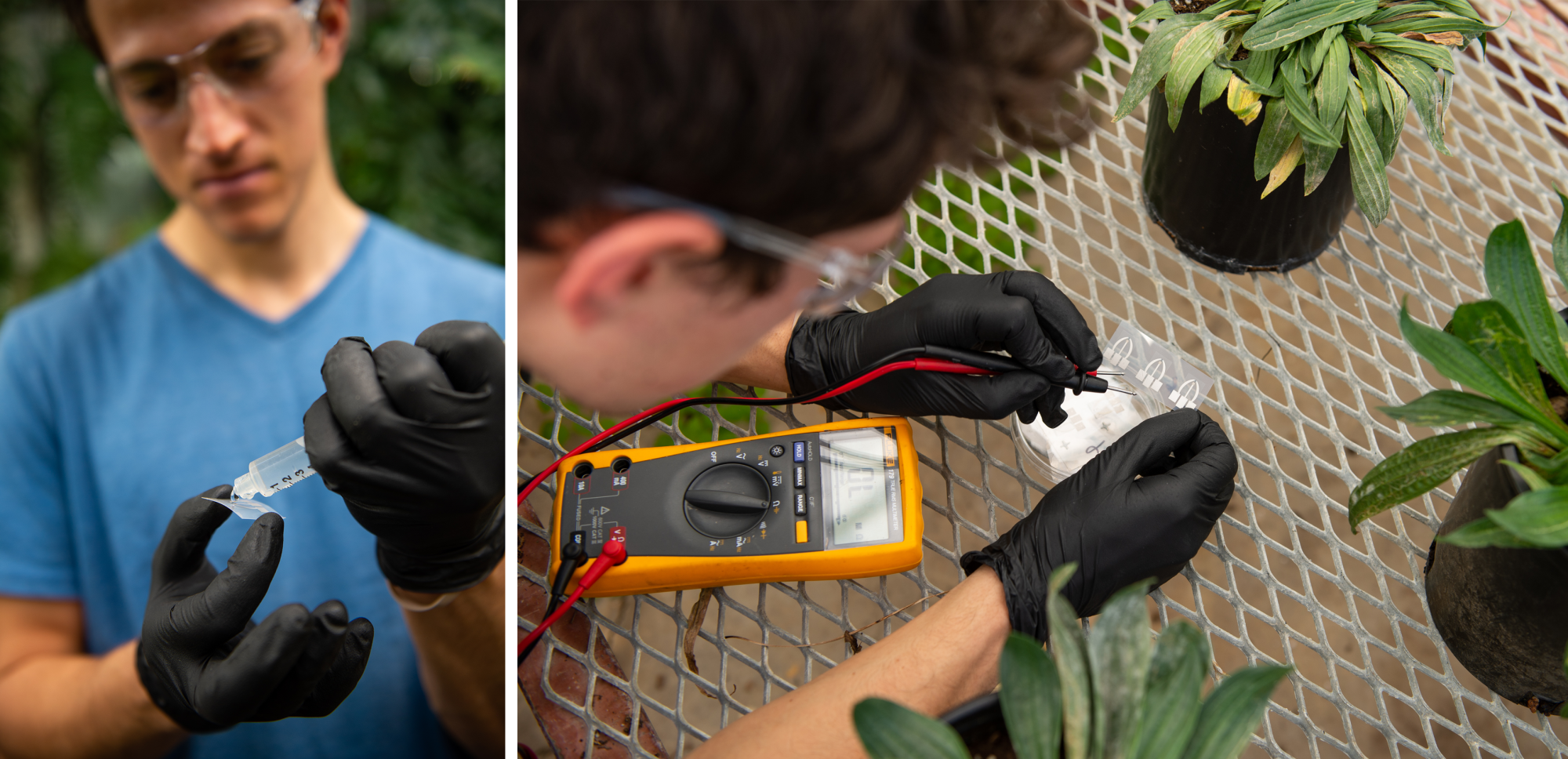 Elliot Strand drops a sap sample onto an ion-selective organic electrochemical transistors that can detect macronutrient concentrations in whole plant sap.