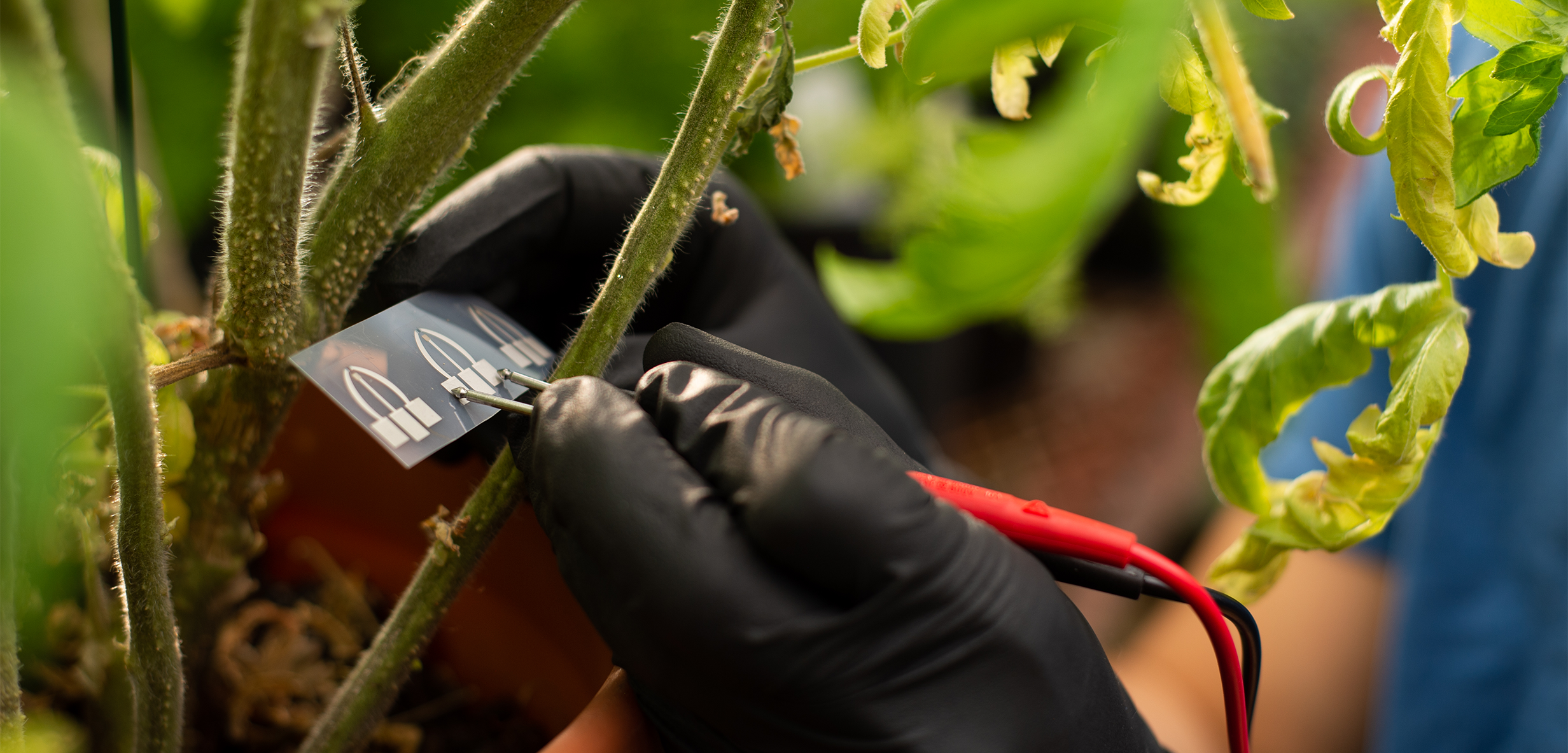 A test strip is used to collect data from plants