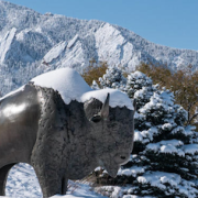 Snow covering a bison statue 