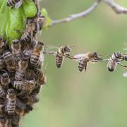 Bees linking together in a swarm