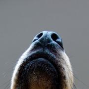 Dog nose