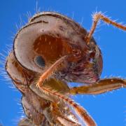 Fire ant up close 