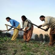 Female farmers work in field in India