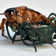 A cockroach next to a robot slightly smaller than it