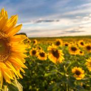 Sunflower in a field of sunflowers 