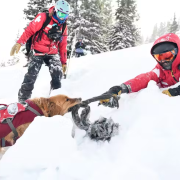 An avalanche rescue dog tugs on a ski patrol member during avalanche training at Copper Mountain in Colorado