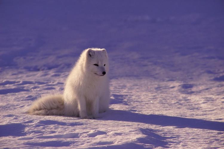 arctic fox in tundra