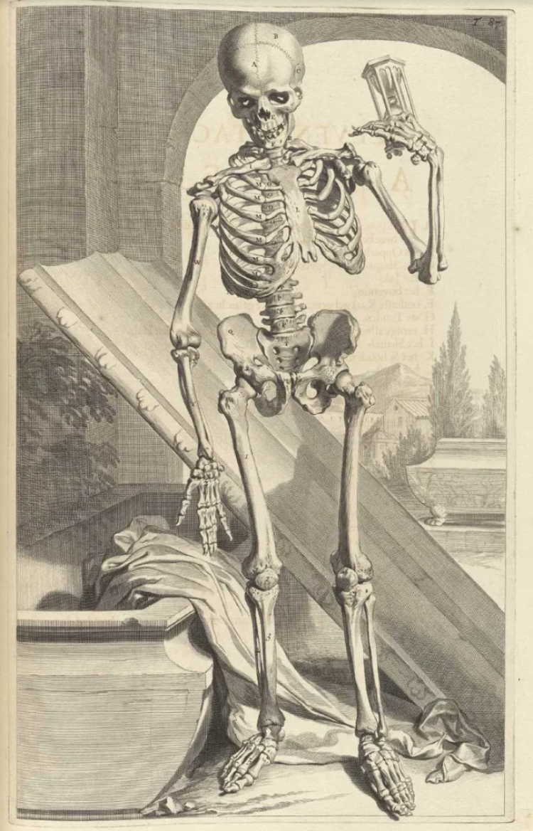 A drawing of a skeleton