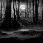 A scary looking forrest on a moonlit night.