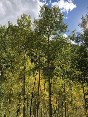 Photo of aspen trees starting to turn yellow