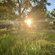 Photo of sunshine coming through cottonwood trees