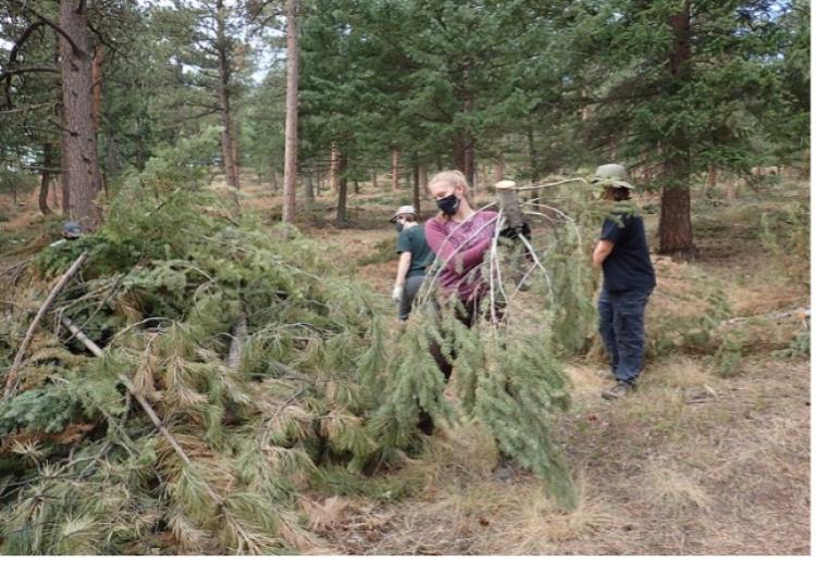 3 people stacking brush pile