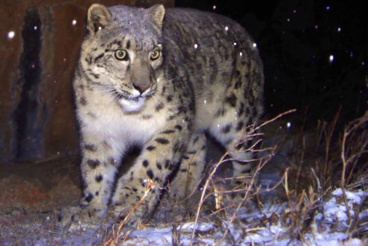 Snow leopards and Tibetan herders: Pursuing harmonious coexistence