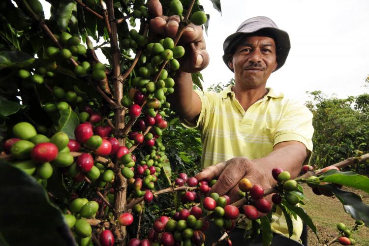 smiling man picking coffee beans off trees