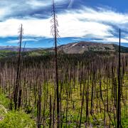 Burned Trees from the West Fork Complex Fire in 2013.