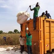 Men loading picked cotton into a container