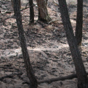 Scorched trees in forest