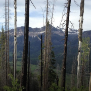 A forest in the San Juan range of the Rocky Mountains, with dead Engelmann spruce trees alongside live aspen trees.
