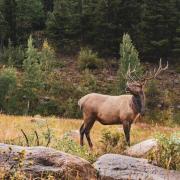 A male elk stands in a forest clearing