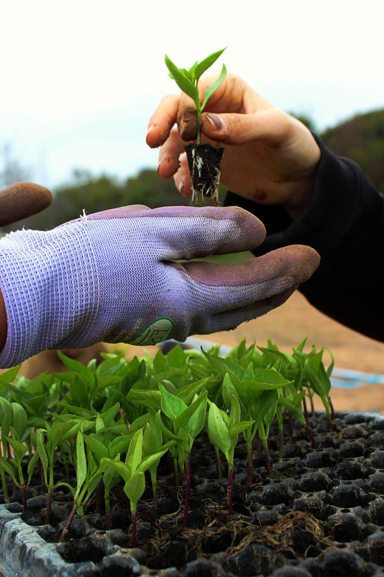 Planting seedlings