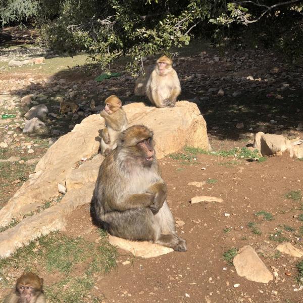 Wildlife in Morocco