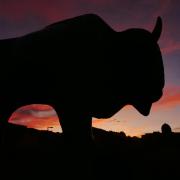 CU Boulder Ralphie statue sunset