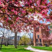 A flowering tree in front of Old Main