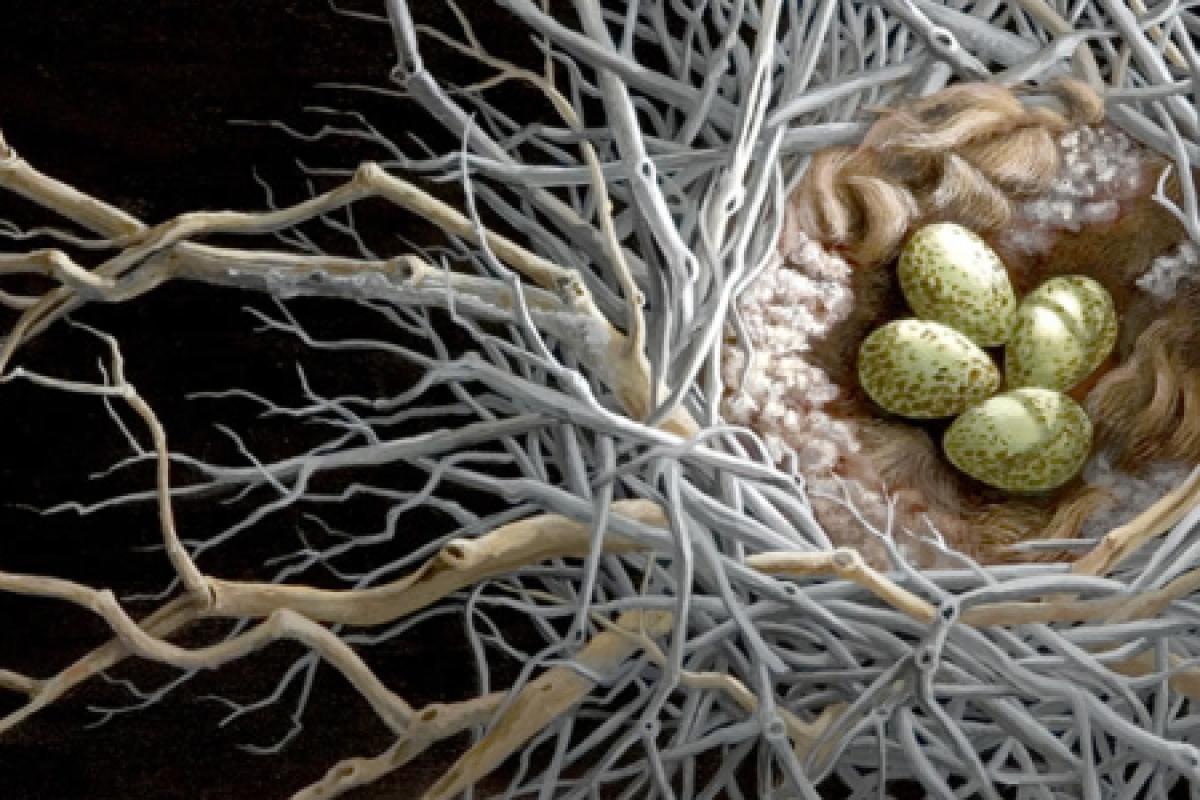 NEST Studio for the Arts