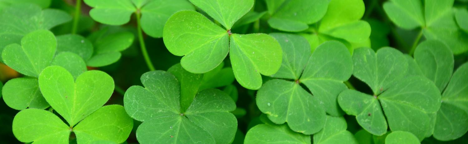 Close up photo of clovers.