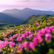 Photo of a field of flowers overlooking a peaceful mountain range.