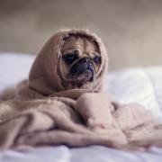 sick pug on a couch