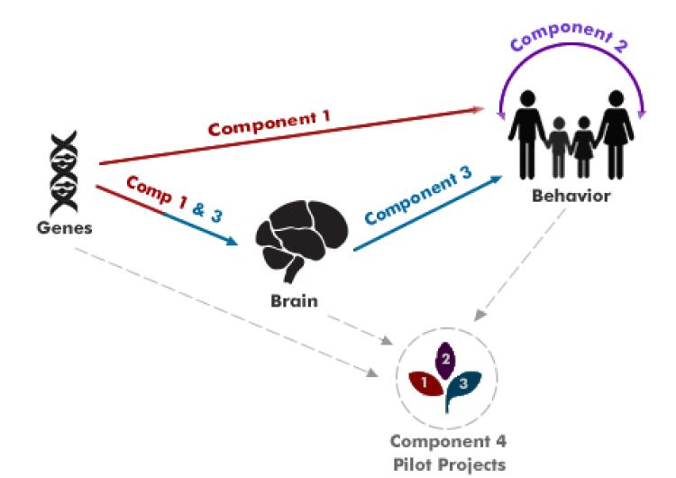 Diagram depicting relationships between components 1-4 of CADD with genes, the brain, behavior, and pilot projects. Component 1 relates genes to behavior and the brain. Component 2 relates behavior to itself. Component 3 relates genes to the brain and the brain to behavior. Component 4 is the pilot studies. 