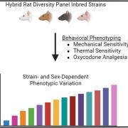 rats opioids