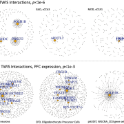 Networks of TWIS associations for selected traits and gene expression in specific tissues, either based on all pairs with p<1e-6 from the exhaustive, genome-wide TWIS (top), or within specific gene sets applying a nominal p<1e-3 threshold (bottom).