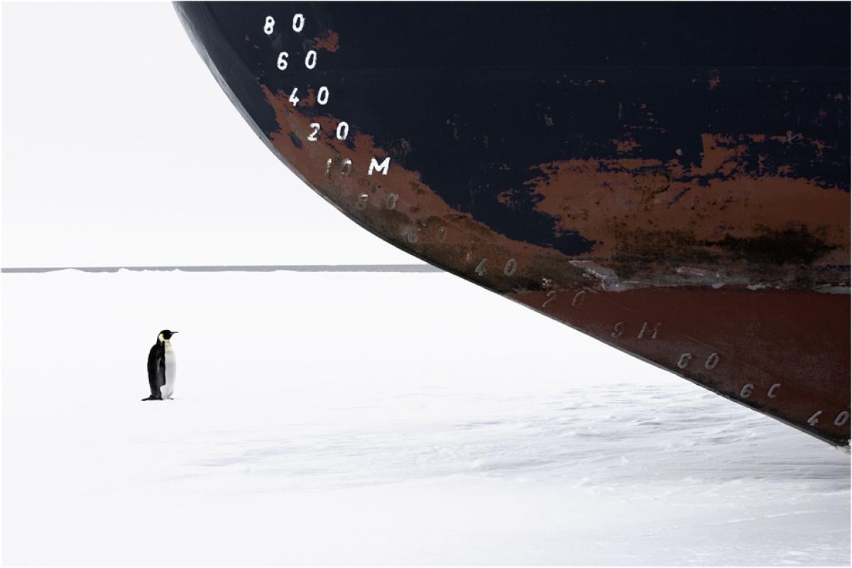 Penguin stands on sea ice right next to the bow of a large ship
