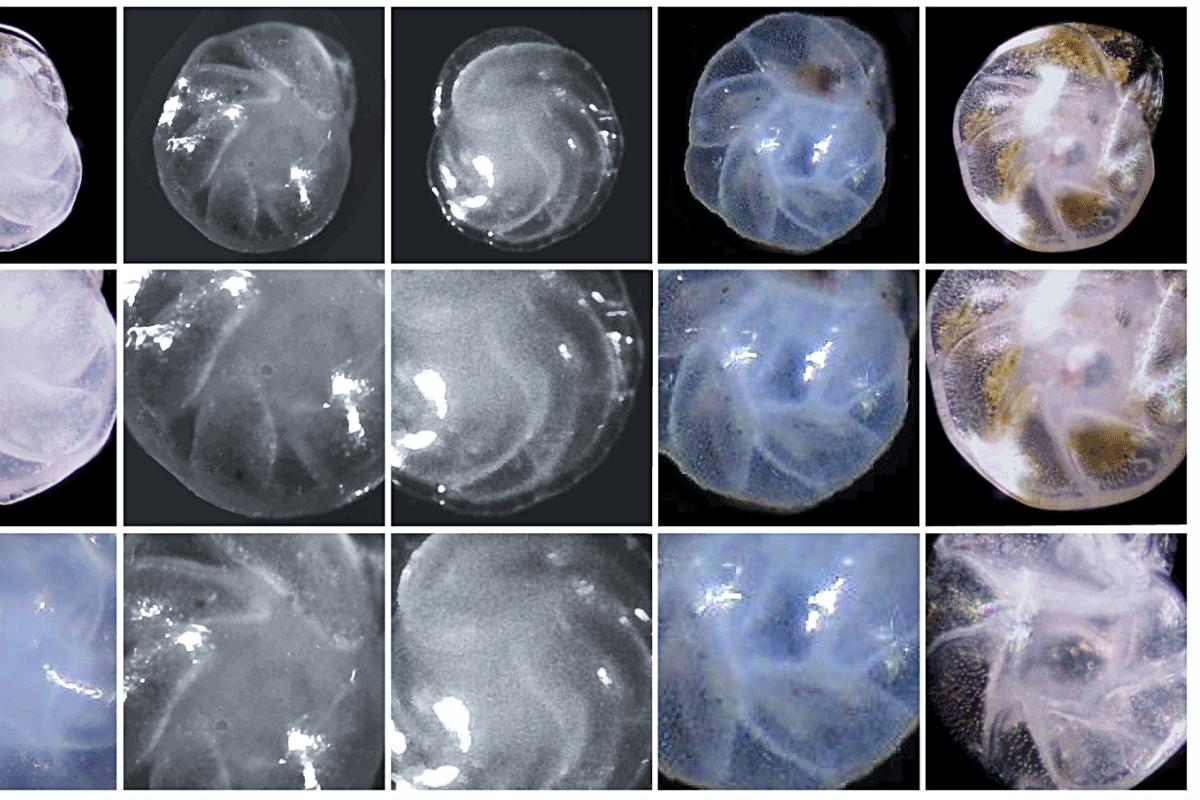 Comparison microscope images of 6 similar looking arctic benthic foraminiferal species, all whorled, glassy, and translucent