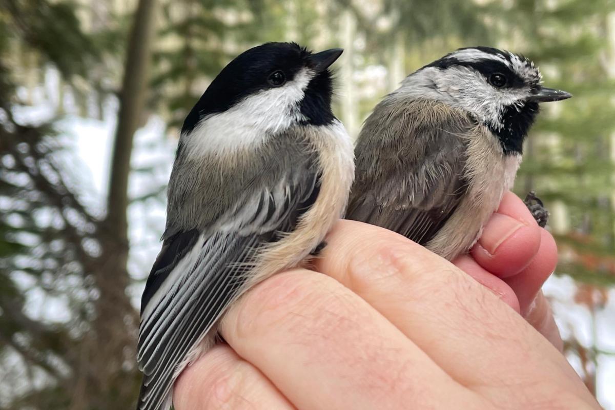 A person holds two small birds in their hand