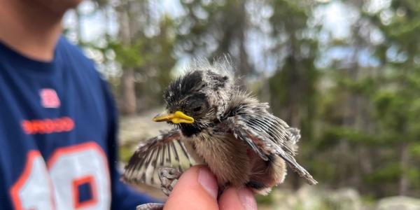 A researcher's hand gently clasps a mountain chickadee fledgling by its feet.