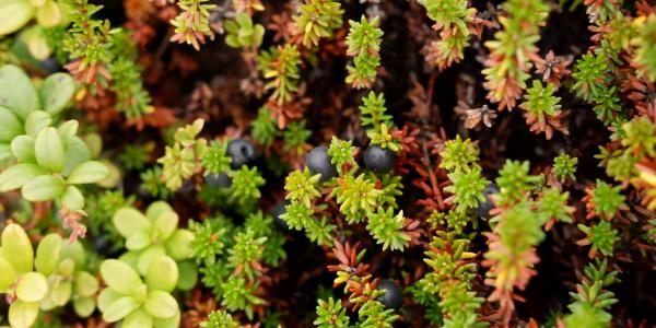 Closeup view of blueberries and other tundra plants
