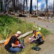 Chico State students John Machado and Sean Berriman collect samples from within the immediate disaster zone of the Camp Fire. Photo by Sandrine Matiasek.