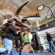 Two workers hold the skull of a life-size Triceratops as they install its whole skeleton in the lobby of the SEEC building at CU Boulder. Photo by Casey Cass/University of Colorado.