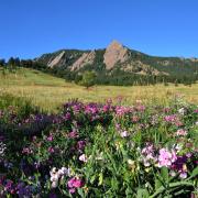 Image of the Flatirons behind a bed of flowers.