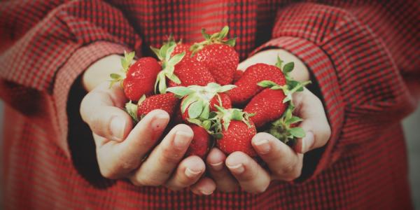 Two hands holding strawberries