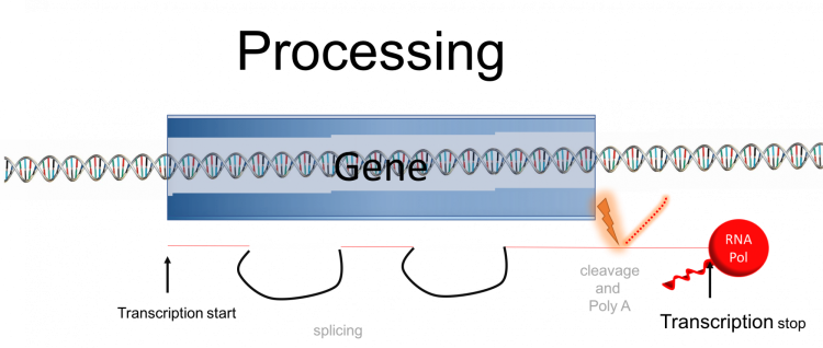 a gene diagram with processing