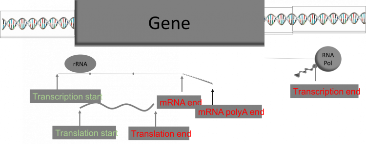 a gene diagram with 2 starts and 4 ends