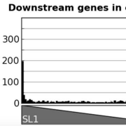 percentage SLI vs. SL2 in downstream genes in operons