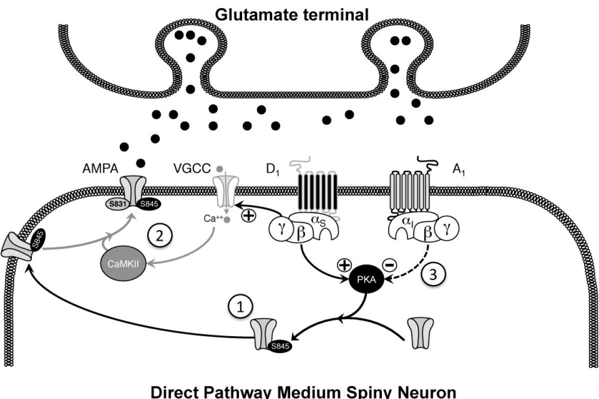 Dopamine-Adenosine Interactions