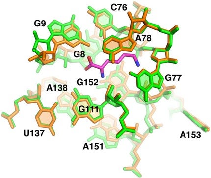 The bound lysine riboswitch (green) superimposed upon the unbound riboswitch (orange).  Note that the binding pockets conformation is nearly identical in both the liganded and unliganded forms.