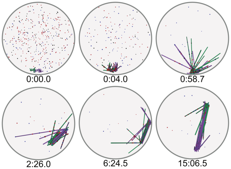 Spindle simulation snapshots.