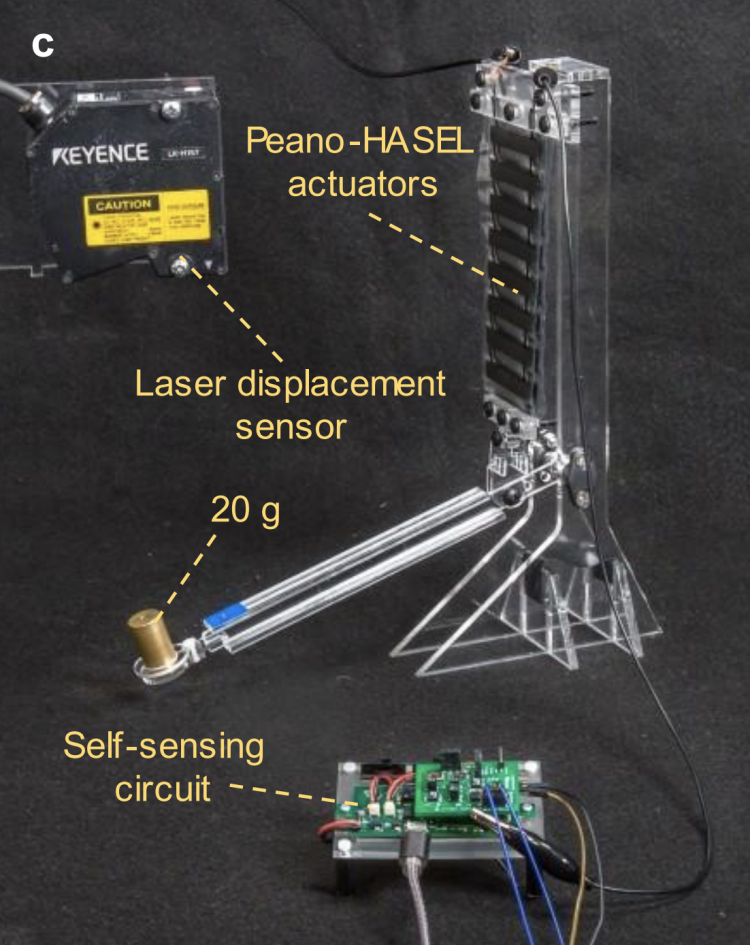Self-sensing HASELs using capacitive sensing demonstrator